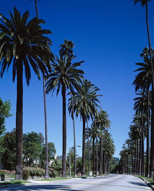 palm trees street beverly hills