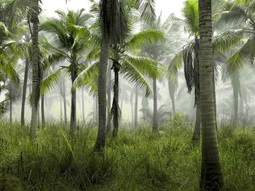 palm trees grass field