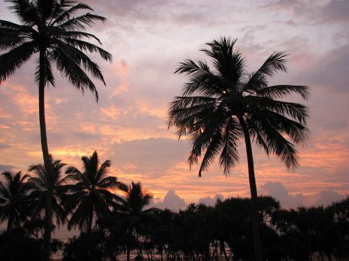 palm trees holiday tropical