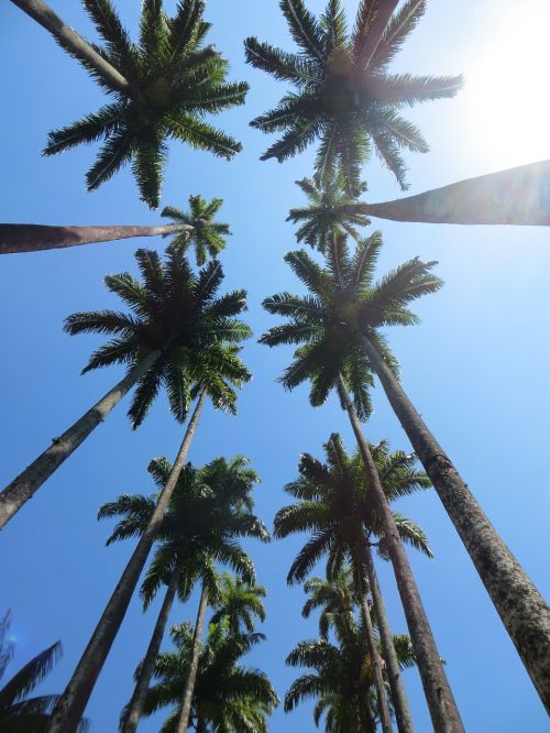 palm trees sky palm