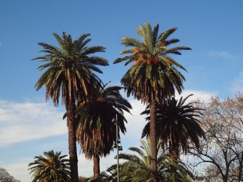 palm trees buenos aires palermo