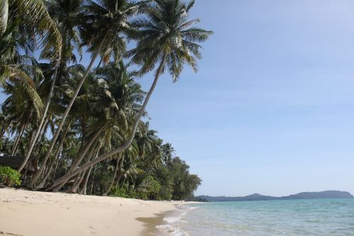 palm trees the island of koh kood thailand