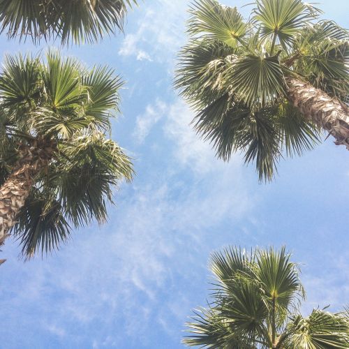 palm trees sky tropical