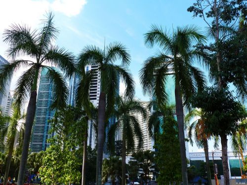 palm trees city sky