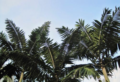 Palm Trees Against The Sky