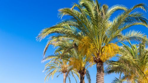 Palm Trees And Blue Sky