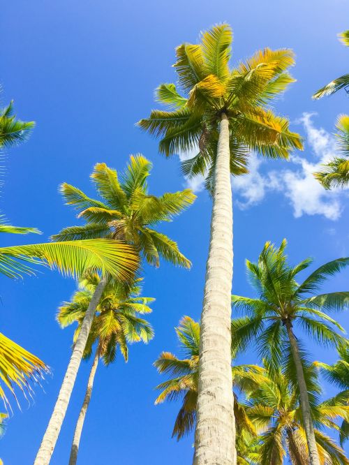 Palm Trees And Blue Sky