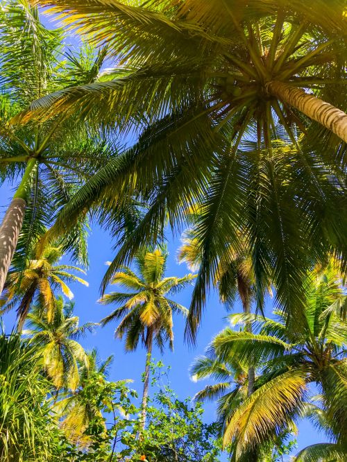 Palm Trees And Blue Sky