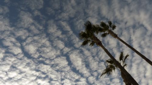 Palm Trees And Buttermilk Sky