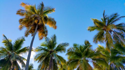 Palm Trees And Sky