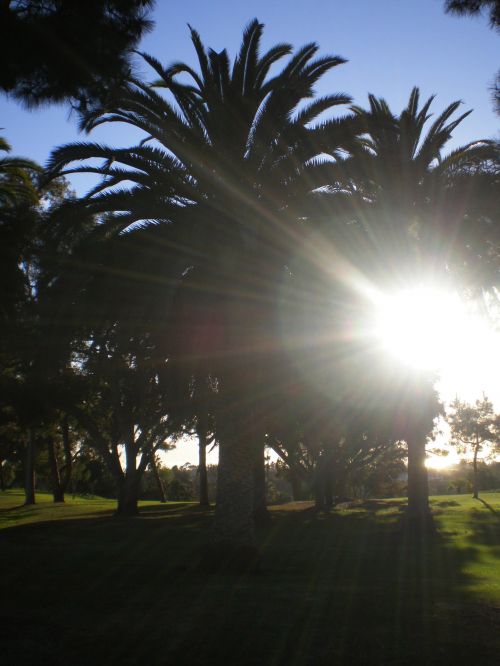 Palm Trees And Sun