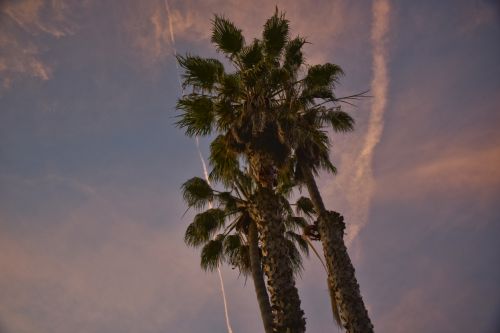 Palm Trees At Dusk