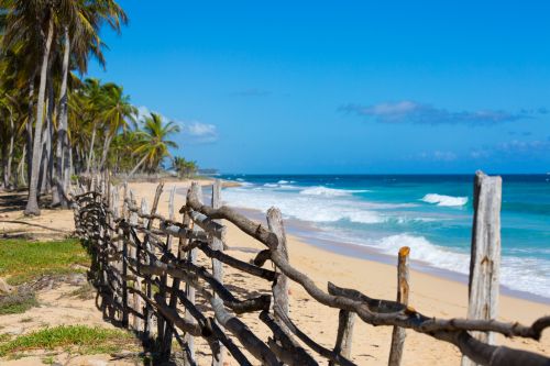 Palm Trees On The Beach