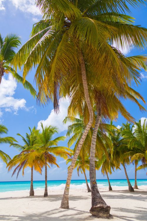 Palm Trees On The Beach