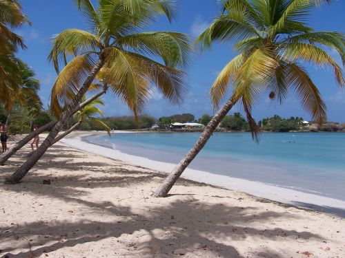 Palm Trees On The Beach