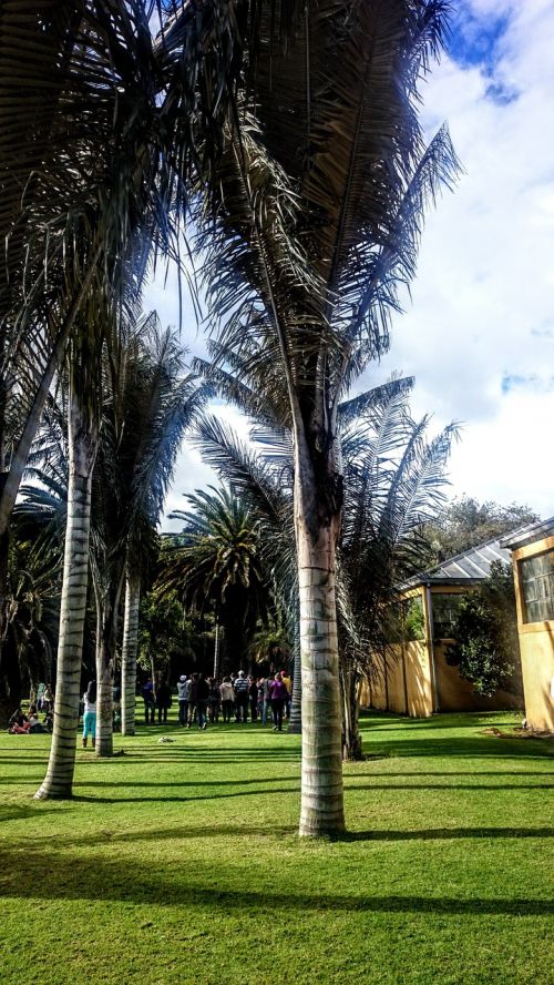 palm wax trees botanical garden