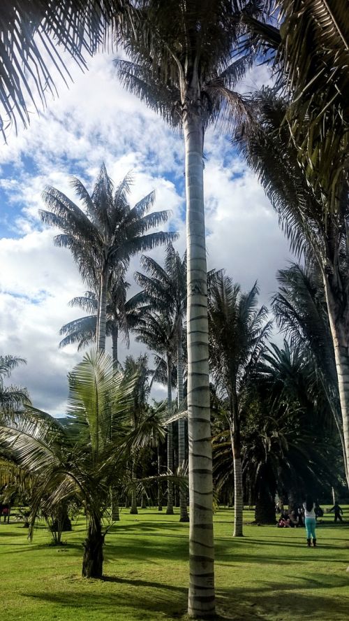 palm wax trees botanical garden