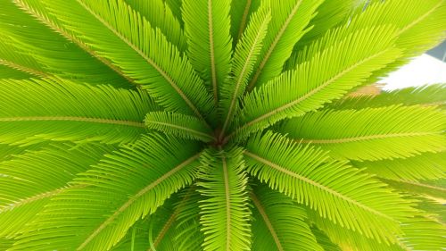 palma leaf green