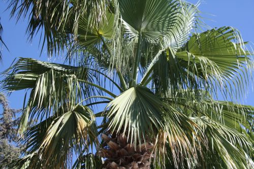 palma foliage tropical