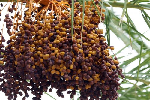 palma date palm dates