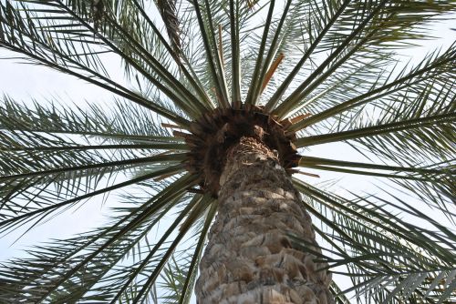 palma tree nature