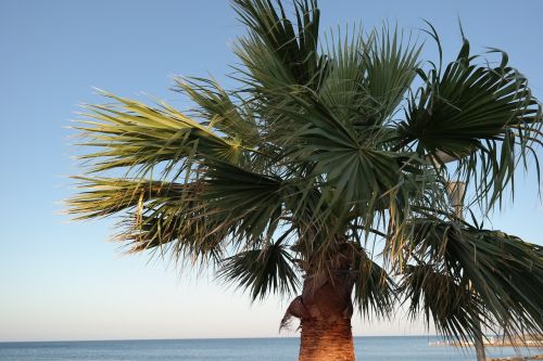 palma view landscape