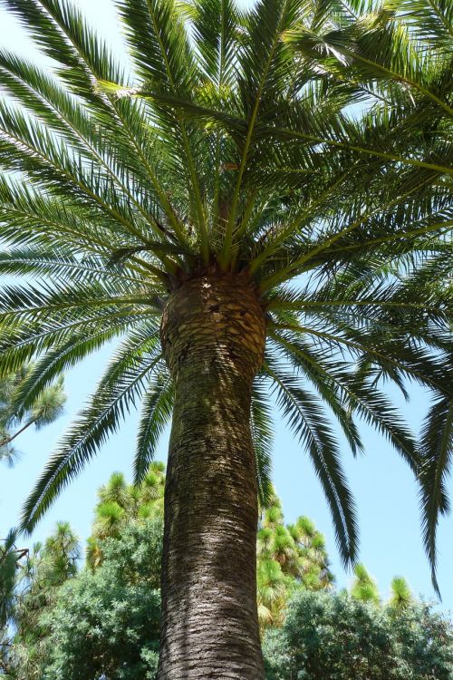 palma holidays palm trees