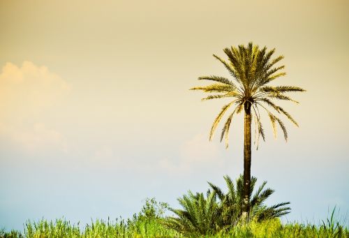 palma summer savanna
