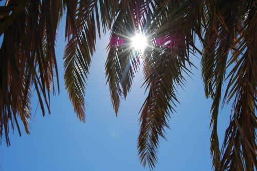 palma the glare of the sun branch