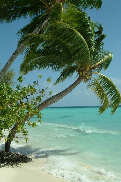 palma maldives beach