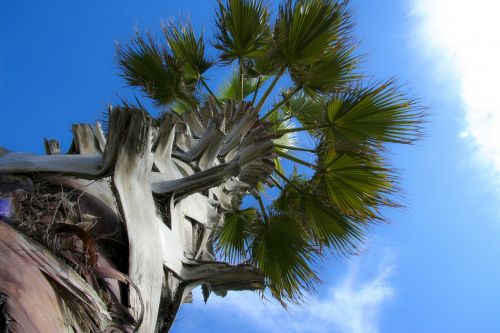 palma tree sky