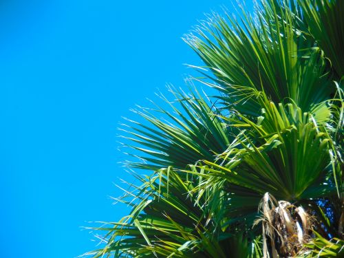 palma plant palm tree