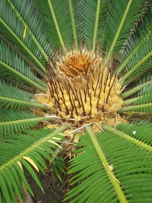 palma plant leaves
