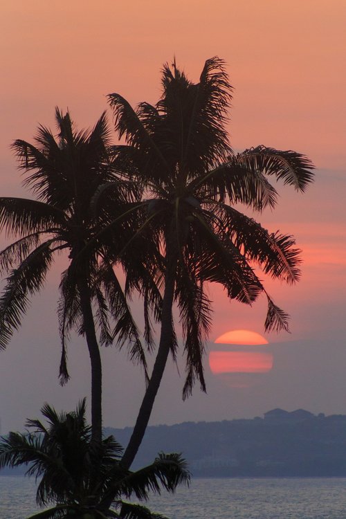 palma  beach  tropical