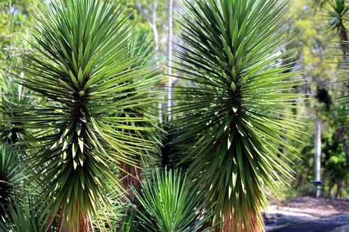 palma  unusual  plant