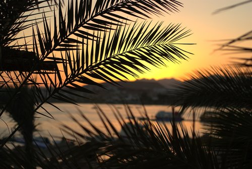 palma  leaves  sea