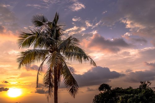 palma  vietnam  tropical