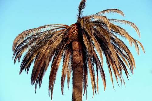 palma  coconut  tree