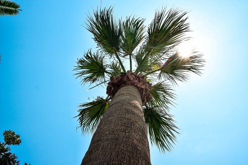 palma  summer  the sky
