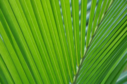 palma leaf green