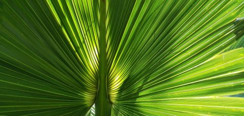 palma leaf lights