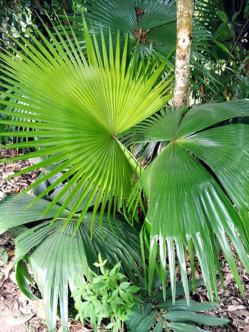 palma sheet green