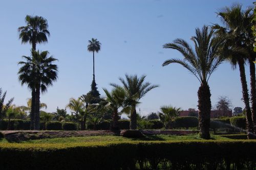 palma plants garden