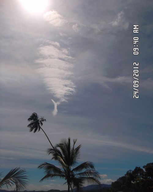 Palm And Sky