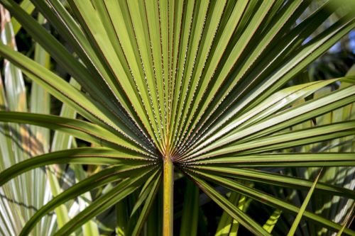 palmeira da serra serenoa repens decorative