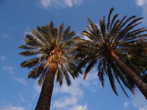 palms sky nature