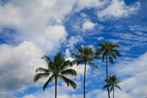 palms palm tree sky