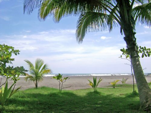 palms sky horizon