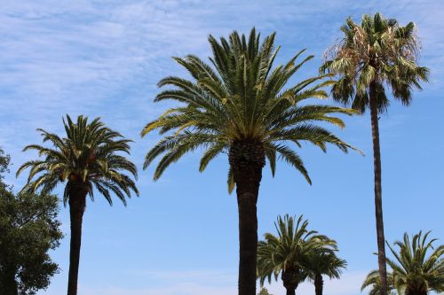 palms tree palm tree