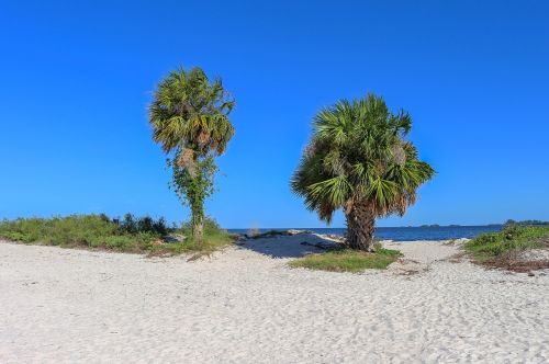 palms beach sand